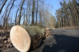 Wycinka drzew w Katowicach wzbudza kontrowersje
