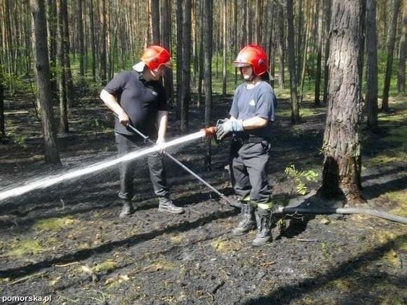 Pożar lasu w okolicach Grudziądza