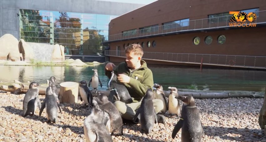 "Przestańcie! Ała! Nie bijcie się! Ała!". Pingwiny z wrocławskiego zoo to niezłe ziółka [ZOBACZCIE NAGRANIE]