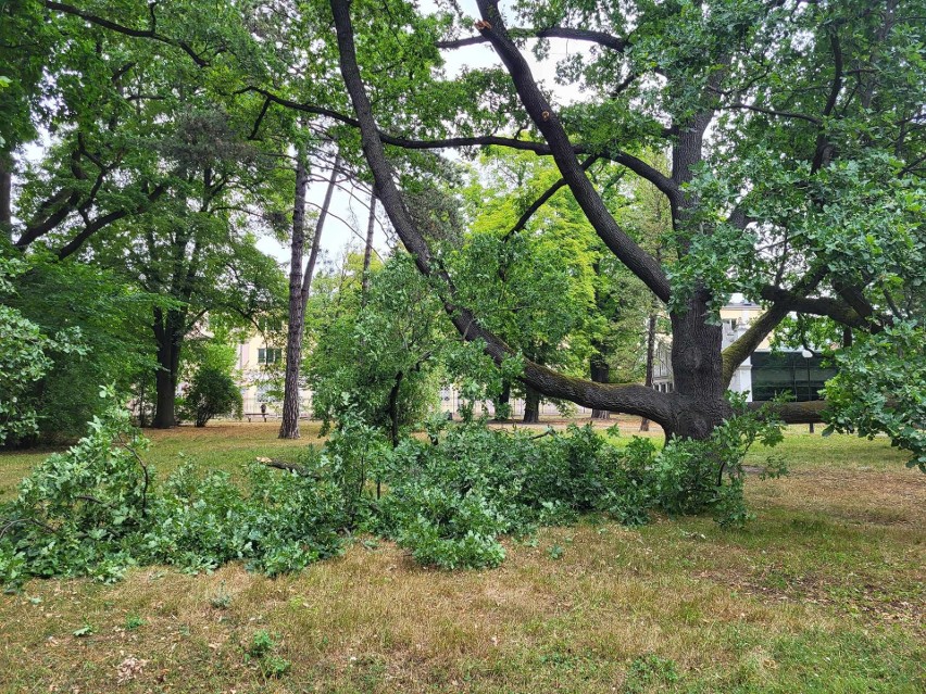 We wtorek, 25 lipca złamał się konar Europejskiego Drzewa...