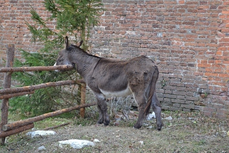 Szopka na Jasnej Górze