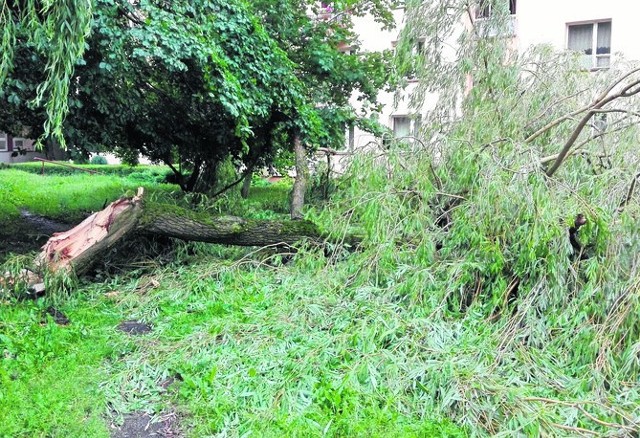 Drzewo złamało się w środę - zauważa Czytelnik. W piątek - nadal leżało w tym samym miejscu. Czy zniknie w poniedziałek? 