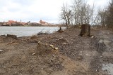 Toruń. Regionalna Dyrekcja Ochrony Środowiska wszczęła postępowanie w sprawie wycinki na Kępie Bazarowej