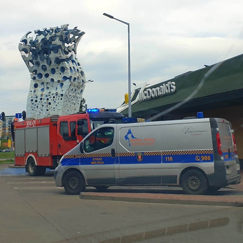Nietypowa interwencja straży pożarnej na Widzewie w Łodzi. Ptak uwięziony... w pomniku ZDJĘCIA