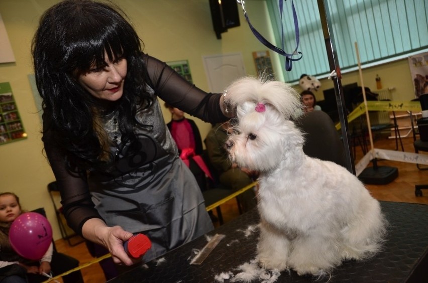 Grooming na wesoło, czyli zawody w strzyżeniu psów w...