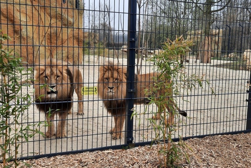 Dla 2-latka wizyta w opolskim zoo skończyła się szyciem policzka. „Nikt nam nie pomógł”