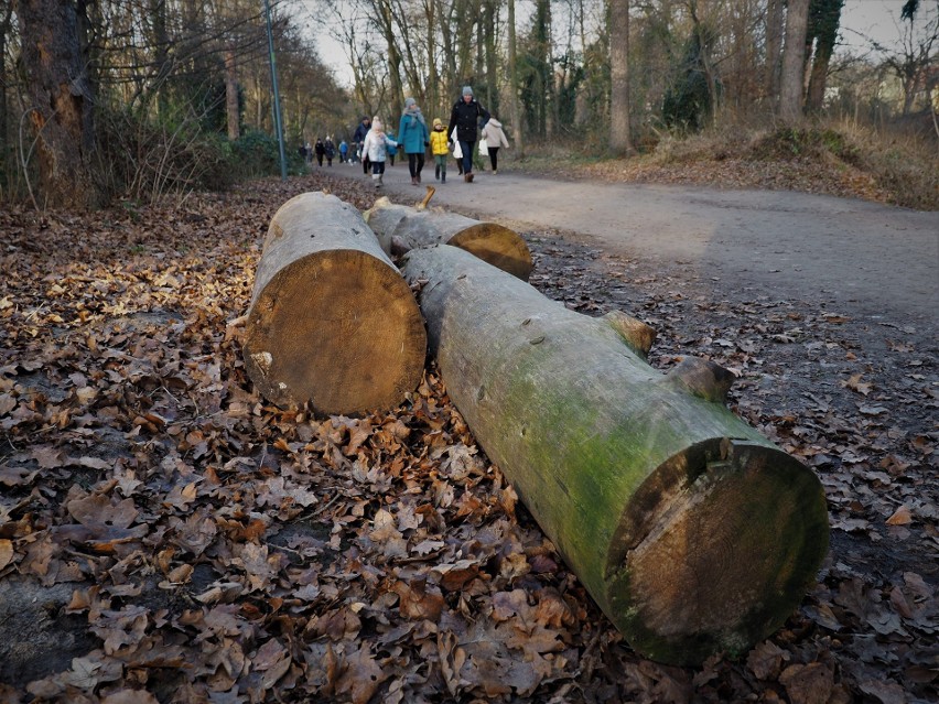 Obumarłe drzewa pozostaną w parku Grabiszyńskim, wzbogacając...
