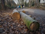 Wytną ponad 200 drzew w parku Grabiszyńskim. Społecznicy są zadowoleni