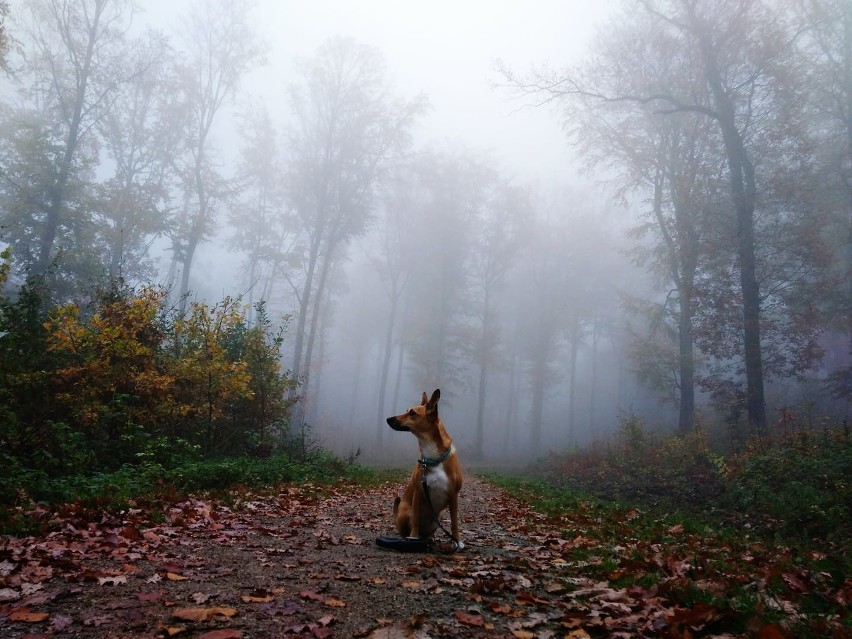 Światowy Dzień Fotografii - oto zdjęcia, z które zrobili nasi czytelnicy i są z nich dumni [ZDJĘCIA] 