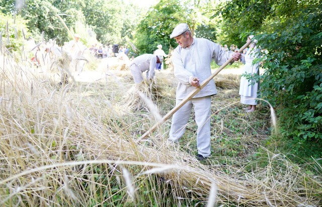 Muzeum Wsi Lubelskiej dba o to, kultywować tradycje związane z życiem wsi. W niedzielę, odwiedzający to miejsce mogli obejrzeć jak dawniej wyglądało żniwowanie.