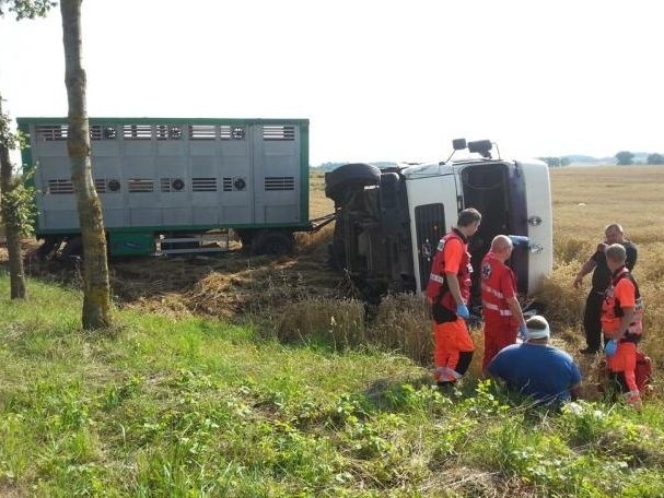 Akcja przeniesienia pozostałych świń do drugiego transportu...