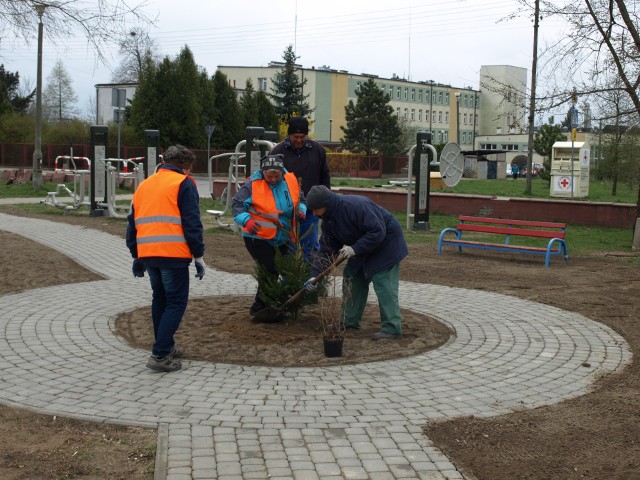 W parku w Wierzbicy przeprowadzono nasadzenia drzew i krzewów. To już kolejny etap rewitalizacji tego miejsca.