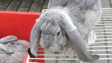 Na targowisku w Żarkach króliki olbrzymy i kury miniaturki. Zobacz zdjęcia