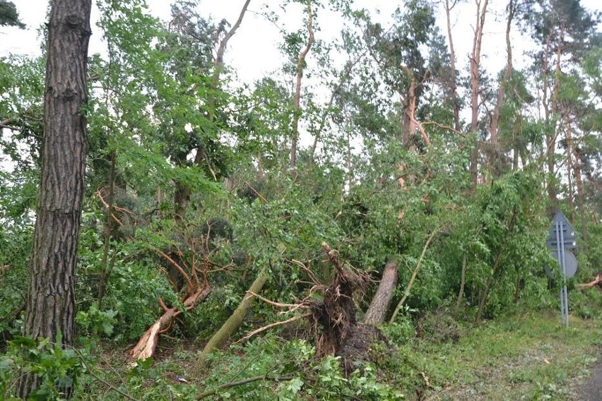 Kuźnia Raciborska: Zakaz wstępu do lasu po przejściu huraganu