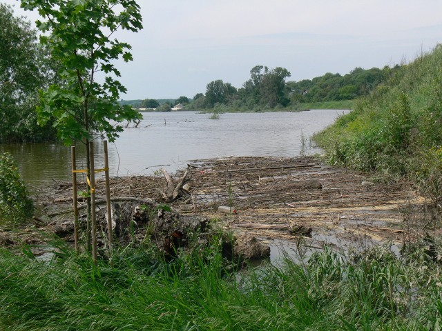 Z koryta wyszła między innymi rzeka Koprzywianka na terenie gminy Samborzec. Kiedy woda opadnie miejsce  to stanie się wylęgarnią komarów.