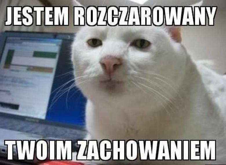 Najlepsze memy i obrazki o kotach. Śmieszne memy z kotami w...