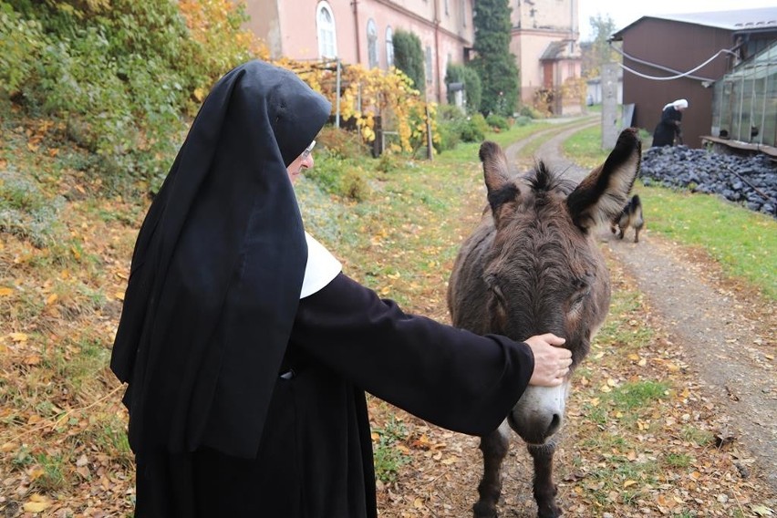 Siostry benedyktynki ze Staniątek sprzedają chryzantemy,...