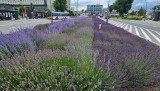 Cudowny zapach i widok przed Dworcem Autobusowym w Kielcach. Jedyne takie miejsce w mieście. Zobaczcie zdjęcia