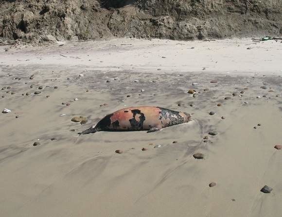 Ponad 30 martwych fok szarych znaleziono latem na pomorskich plażach.