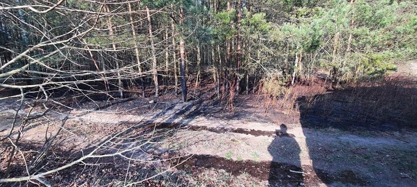 Powiat ostrołęcki. Strażacy wiele razy wyjeżdżali do pożarów traw. 29.03.2020