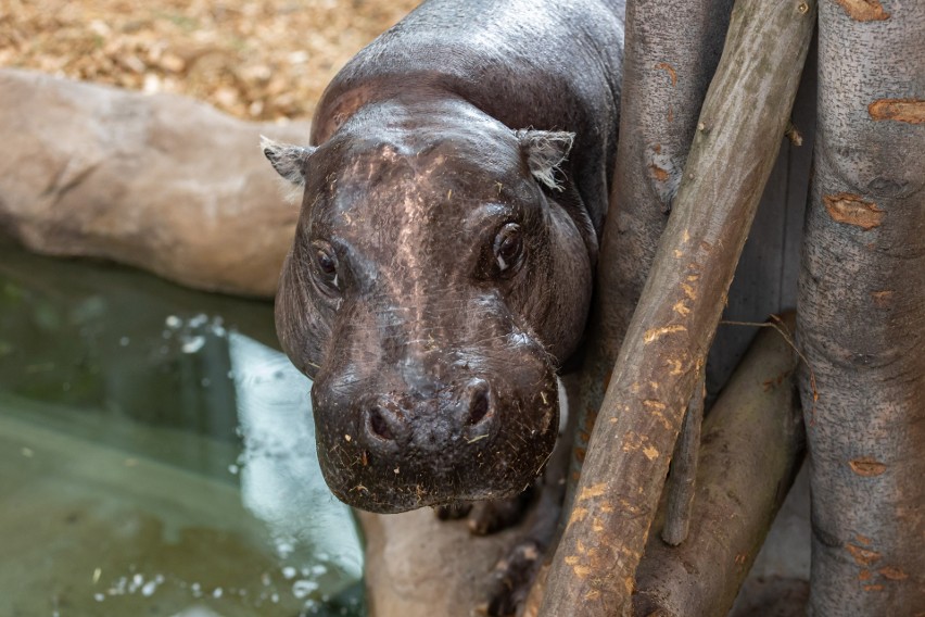 Nowy dom hipopotamów w krakowskim zoo