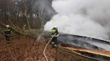 Legendarny dąb został podpalony? Jest nagroda za pomoc w ujęciu sprawcy