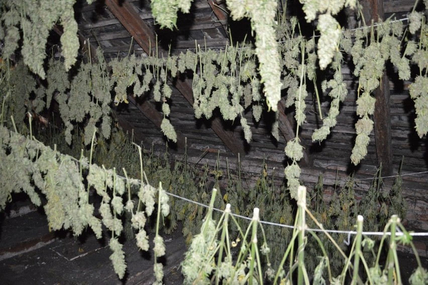 Ponad 100 kg marihuany na posesji koło Sulmierzyc w województwie łódzkim