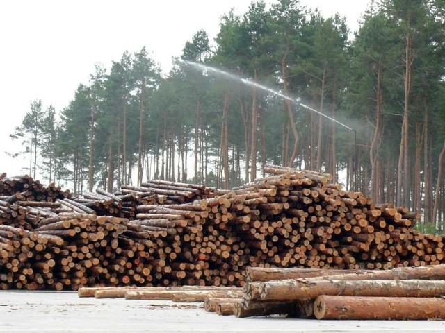 Tajemnicza inwestycja IKEI za 33 mln zł w Stalowej Woli– Umieszczone wysoko polewaczki w tartaku IKEA Industry Poland w Stalowej Woli zraszają drewniane pnie.