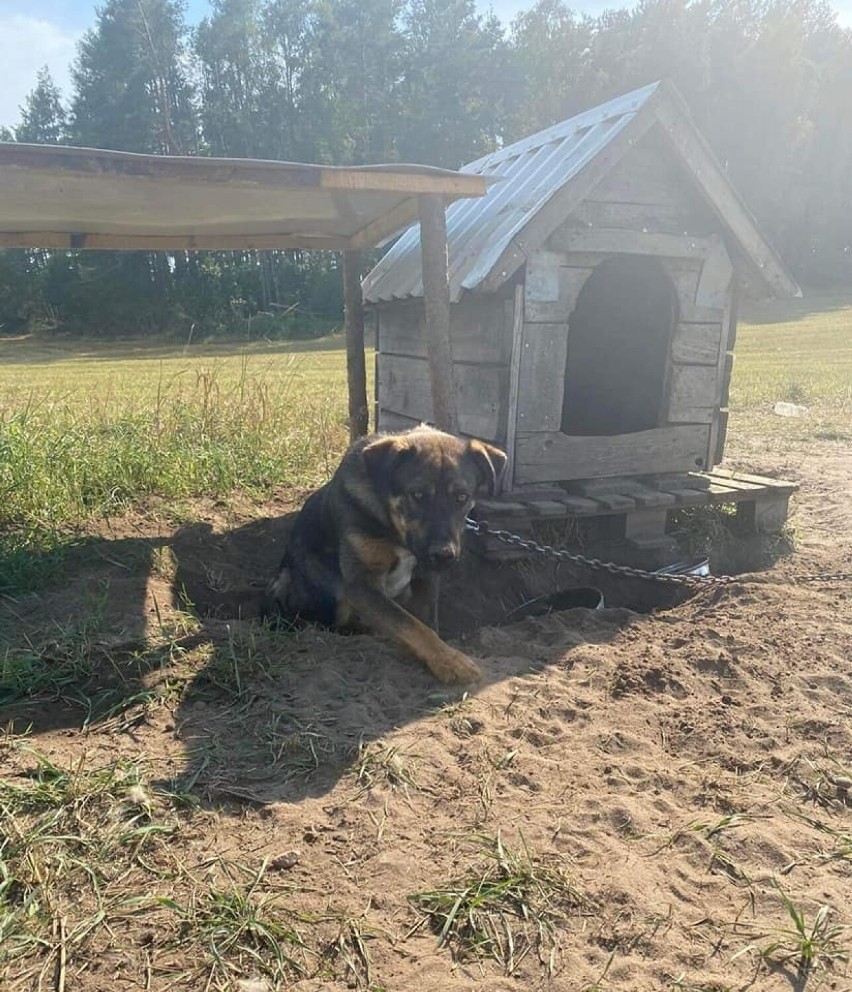 Wolontariusze OTOZ-u pobici pod Borzytuchomiem. Chcieli ratować psy uwiązane w szczerym polu. ZDJĘCIA