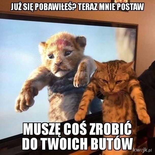 Kot kontra pies | Głos Szczeciński