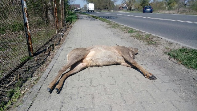 Martwa sarna leżała na chodniku w Bojadłach