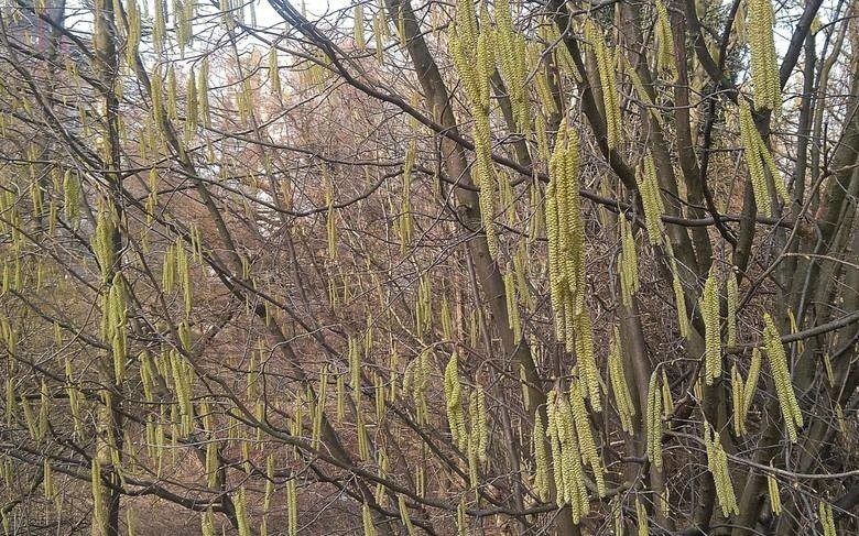 Najwyższe średnie temperatury można będzie natomiast...