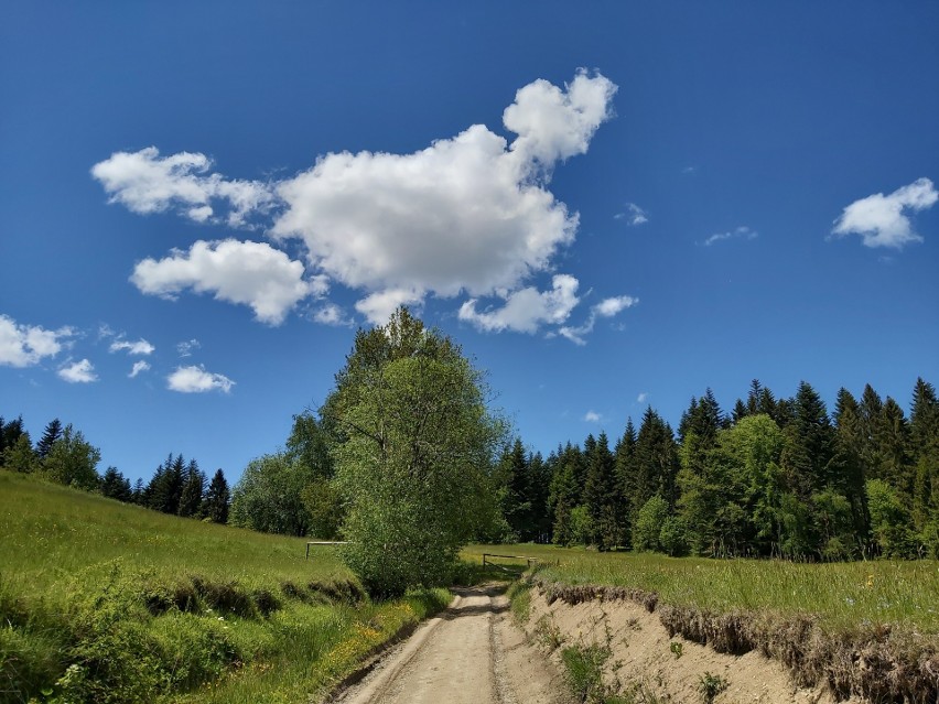 Wspaniały widok na Tatry i Pieniny, a wszędzie wokół cudowne Gorce. Gorc – nie taki łatwy do zdobycia [ZDJĘCIA]