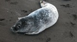 Ratujmy foki szare na polskim wybrzeżu  - akcja na rzecz ochrony morskich ssaków (wideo)
