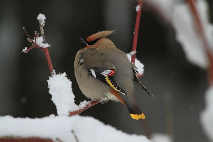 Bardzo niskie temperatury powodują, że żal robi nam się...