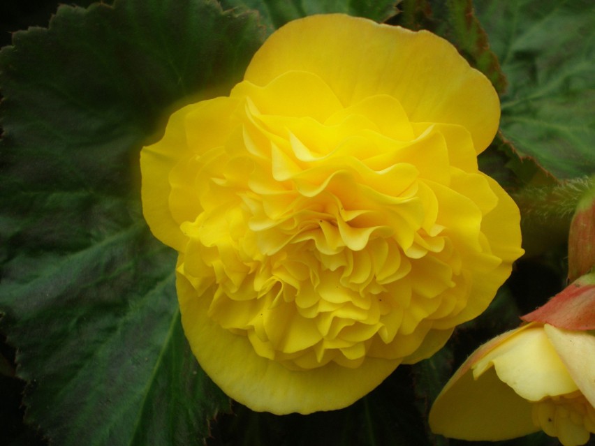 Begonia żółta
Begonia żółta