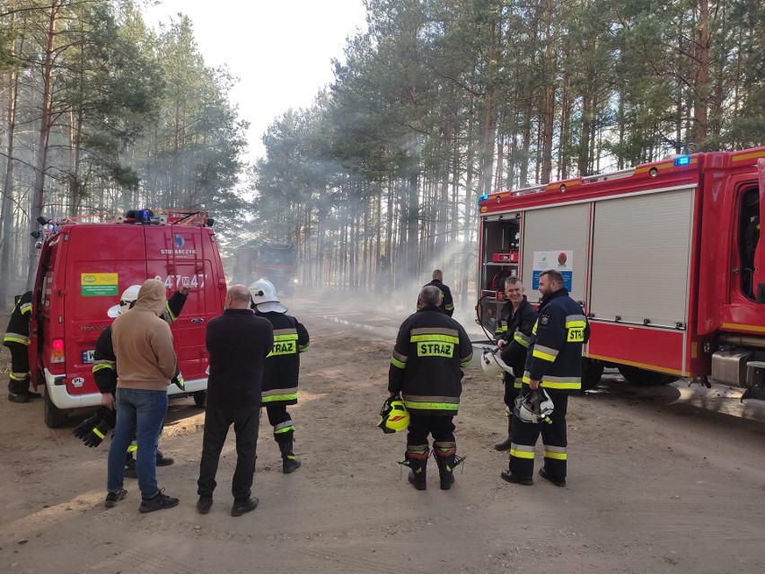 Pożar poszycia leśnego w Bandysiach (gmina Czarnia). Do pożaru doszło w lany poniedziałek