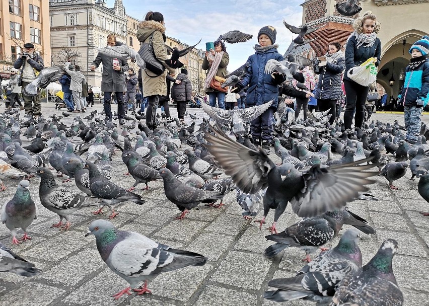 Krakowskie gołębie. Jedna z wizytówek naszego miasta [ZDJĘCIA]