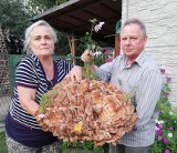 Takiego grzyba jeszcze nie widzieliście. Gigant wyrósł w ogrodzie naszych Czytelników [ZDJĘCIA]