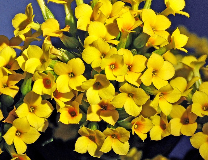Kwiatki kalanchoe mogą być niemalże dowolnego koloru.
