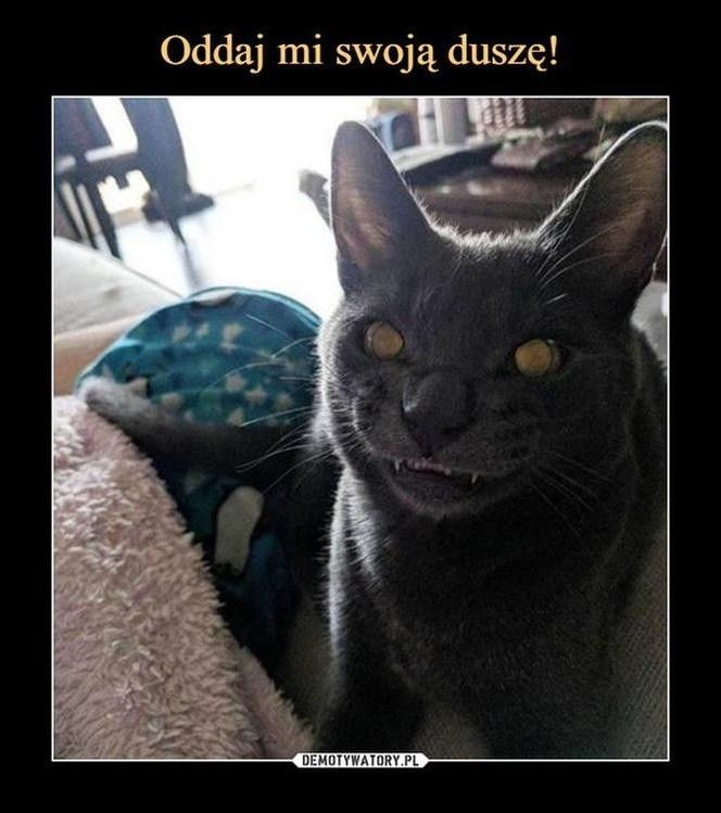 Zobacz najśmieszniejsze memy o czarnych kotach
