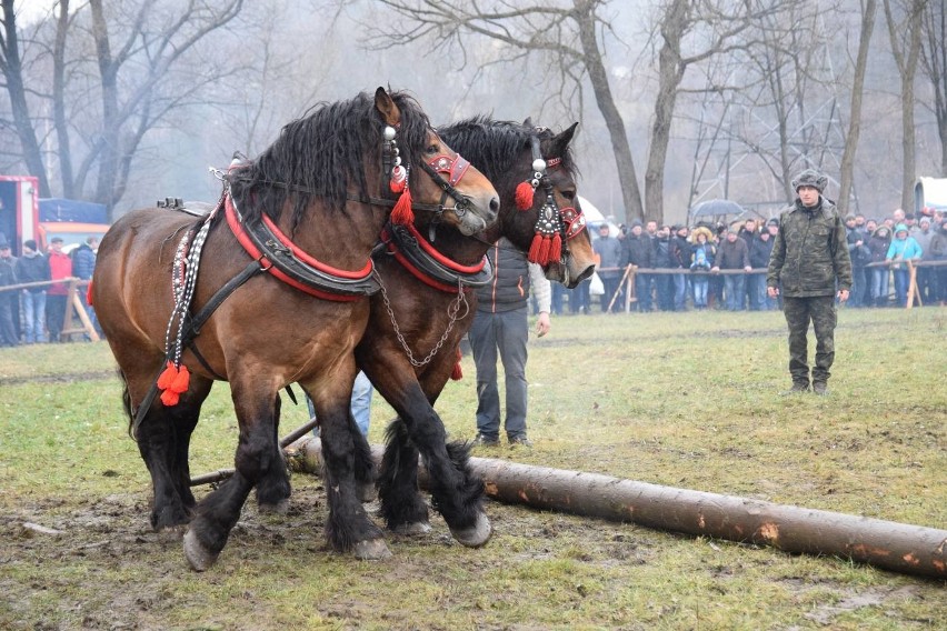 Zawody Furmanów w Węgierskiej Górce. Rywalizacja tylko dla twardzieli. W deszczu i błocie ZDJĘCIA + WIDEO