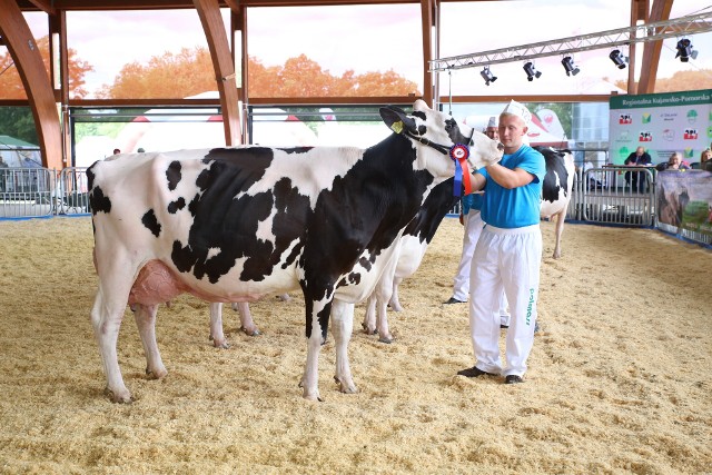 Podczas Międzynarodowych Targów Rolno-Przemysłowych Agro-Tech w Minikowie połączonych z III Krajową Wystawą Bydła Mięsnego  oraz XIX Regionalną Kujawsko-Pomorską Wystawą Zwierząt Hodowlanych, spółka skarbu państwa Hodowla Zwierząt i Nasiennictwo Roślin w Polanowicach zdobyła nagrody w pięciu kategoriach: tytuł championa, dwukrotnie tytuł I wicechampiona i dwa razy II wicechampiona. - Pod uwagę branych było kilka czynników, a w każdej kategorii średnio wystawiano po 10 sztuk bydła. W jednej z kategorii oceniano 24 krowy. Myślę, że możemy być dumni, bowiem nasza spółka oraz Stadnina Koni w Dobrzyniewie  zebrały najwięcej nagród – podkreśla Marek Kościński, prezes Hodowli Zwierząt i Nasiennictwa Roślin w Polanowicach w gminie Kruszwica.Warto dodać, że na wystawie w Minikowie zwierzęta oceniano w ośmiu kategoriach i aż pięć z nich trafiło do gospodarstwa w Polanowicach.