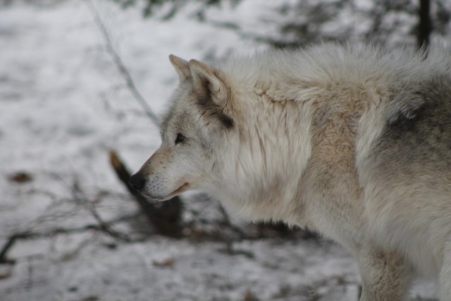 Żeby pula genowa wilka nie była zaburzana przez geny psów, przyrodnicy powtarzają apele o niepuszczanie psów luzem w lasach oraz w ich pobliżu