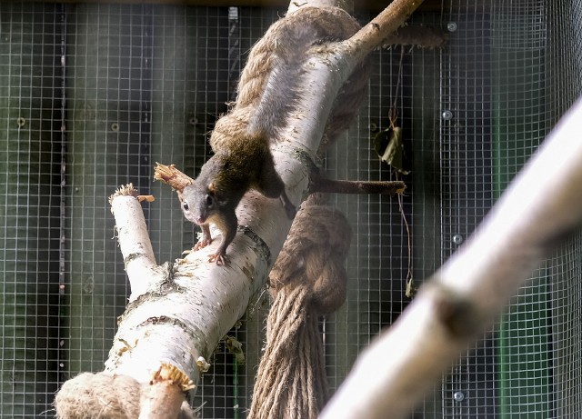 Tupaje to nowe zwierzęta w toruńskim Ogrodzie Zoobotanicznym