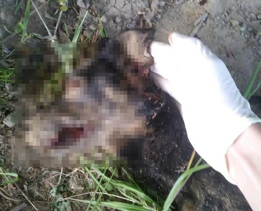 Brutalnie zabili psa w Miłocicach niedaleko Miastka. Zarzuty dla dwóch mężczyzn. 20-latek trafił do aresztu [drastyczne zdjęcia]
