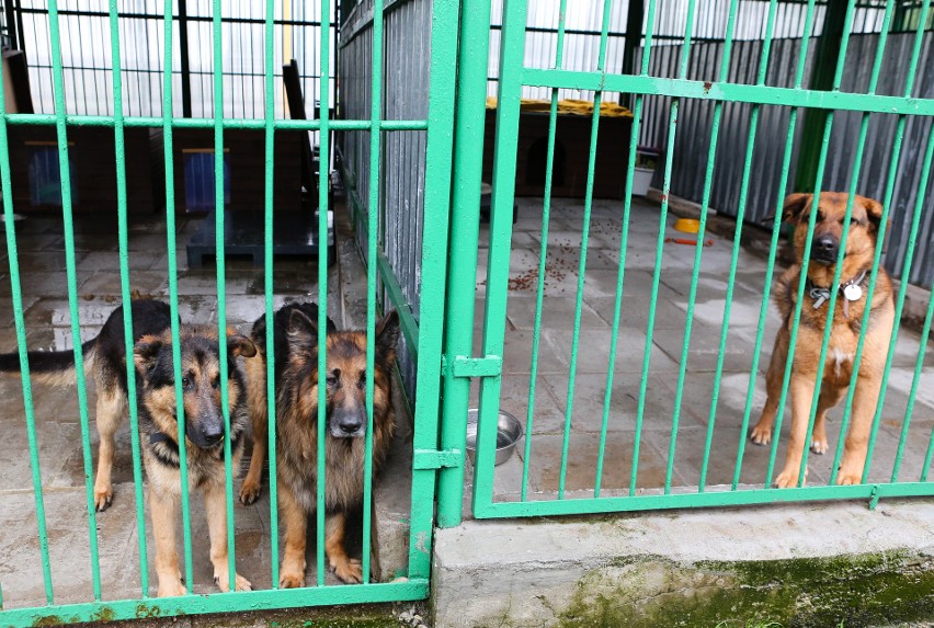 Szczecińskie schronisko zaopiekuje się bezdomnymi psami z...