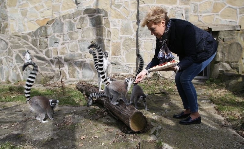 Urodziny w łódzkim zoo! Tort i trójka potomków na dziewiąte urodziny Juliana [FILM, zdjęcia]