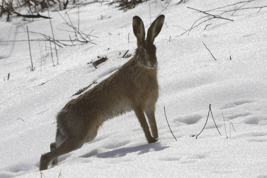 Marzec - ZAJĄC SZARAK (Lepus europaeus)...