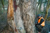 Drzewa w Poznaniu zbadane za pomocą tomografu dźwiękowego